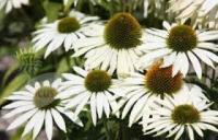 Эхинацея Echinacea purpurea 'Baby Swan White' (белая,VII-IX,Н=70/40см)