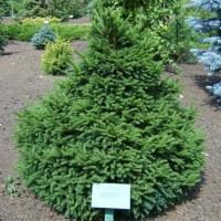 Ель обыкновенная Picea abies 'Barry'
