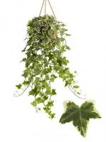 Хедера Hedera Gem