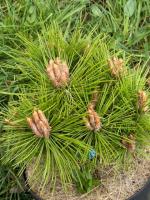 Сосна густоцветковая Лоу Глоу (Pinus densiflora 