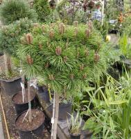Сосна густоцветковая Лов Глоу (Pinus densiflora 