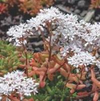 Очиток белый Sedum album Coral Carpet (H=5см)