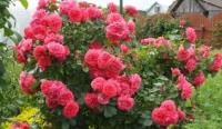 Роза плетистая Rosarium Uetersen