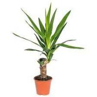 Юкка Yucca Enk Stam 20 Cm