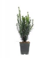 Тисс средний Хикси Taxus P9