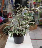 Фикус Ficus Benjamina С2