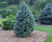 Пихта субальпийская (Abies lasiocarpa Compacta) H=2.0-3.0 m