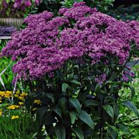Посконник трубчатый Eupatorium fistulosum 'Riesenschirm' (ярко-пурпурно,крупные соцв.VIII-IX,Н=150-1