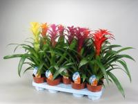Гузмания Guzmania mix