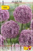 Аллиум Allium Ambassador 28+ per 1