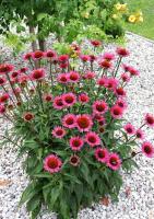 Эхинацея Echinacea 'Vintage Wine Н=80-100 (тёмно-пурпурно-красная)