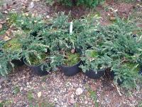 Можжевельник горизонтальный ('Andorra Variegata' Н0,4м,В1,2м) 25-35 С3