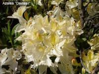 Azalea Давинчи