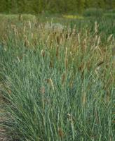 Сеслерия голубая (Sesleria caerulea)
