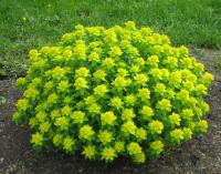 Молочай многоцветный Euphorbia polychroma (желт-зелёный,V-VI,Н=35-50см)