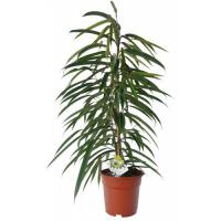 Фикус Ficus Binnendijkii 'Alii' D 27/31
