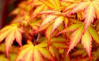 Клен дланевидный Acer Palmatum Orange Dream