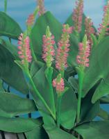 Pantederia Cordata Pink