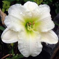 Лилейник (Hemerocallis 'Gentle Shepherd' H65cm)