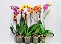 Орхидея Phalaenopsis 6-8.mix