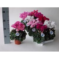 Цикламен Cyclamen микс бахромчатый