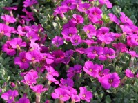 Арабис кавказский Arabis caucasica 'Little Treasure Deep Rose' (розовый,IV-V,Н=10см)
