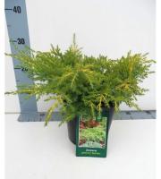 Можжевельник средний (Juniperus media 'Gold Star' Н1м В2,5м)