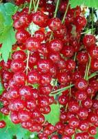 Смородина красная Задунайская(средний,ягоды крупные,вкус сладкий освежающий) 2-х летка ПР