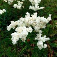 Лабазник обыкновенный «Multiplex» (Filipendula vulgaris «Multiplex»)