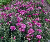Хризантема (Chrysanthemum koreanum `Седой генерал`)