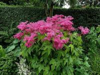 Лабазник красный Filipendula rubra (душистый,VI-VII,Н=120-180см)