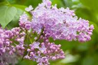 Сирень обыкновенная (Syringa vulgaris)