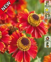 Гелениум Helenium Red H=60см