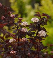 Пузыреплодник калинолистный Дабл Д Ор (Physocarpus opulifolius Diable D'Or Н2м) C3