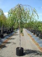 Береза повислая (Betula pendula Youngii С12 .штамб 180-200)