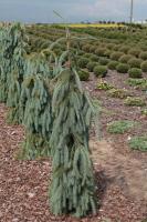 Ель энгельмана (Picea engelmannii ''Bush Lace'') 50см С10