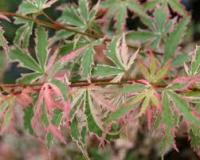 Клен дланевидный Acer Palmatum Butterfy