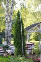 Thuja occidentalis 'Smaragd'