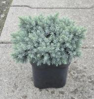 Можжевельник чешуйчатый (Juniperus squamata 'Blue Star' Н-0,6м,В-0.8м) P9