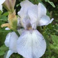 Ирис германика Iris Germanica
