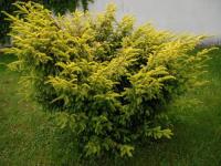Тисс ягодный Taxus baccata Elegantissima (H=3м)