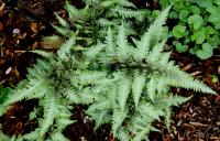 МР-2 Кочедыжник ниппонский athyrium niponicum Н40см)