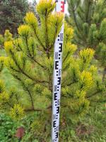 Сосна горная Винтер Голд (Pinus mugo Winter Gold Н1м, B1.5м) 110см RB40