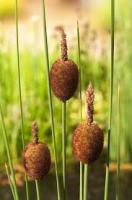 Рогоз Typha minima P9
