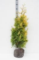 Thuja occidentalis 'Yellow Ribbon