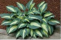 Hosta 
