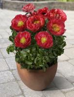 Пион молочноцветковый 'Patio Peony™ Moscow'