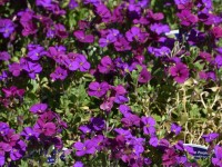 Обриета Aubrieta 'Accent Deep Purple' (пурпурно-фиол,III-IV,H=10см)