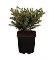 Ель обыкновенная (Picea abies 'Nidiformis' Н1м В3м) P9