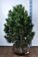 Сосна горная Гном (Pinus mugo Gnom